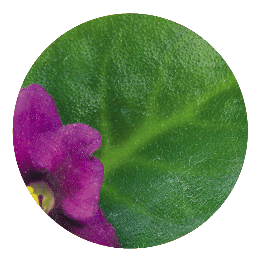 Violet Leaf