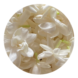 jasmine sambac flowers