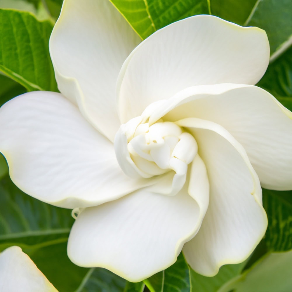 Gardenia fragrance note – lush white floral scent adding richness, sensual elegance, and depth to perfume blends