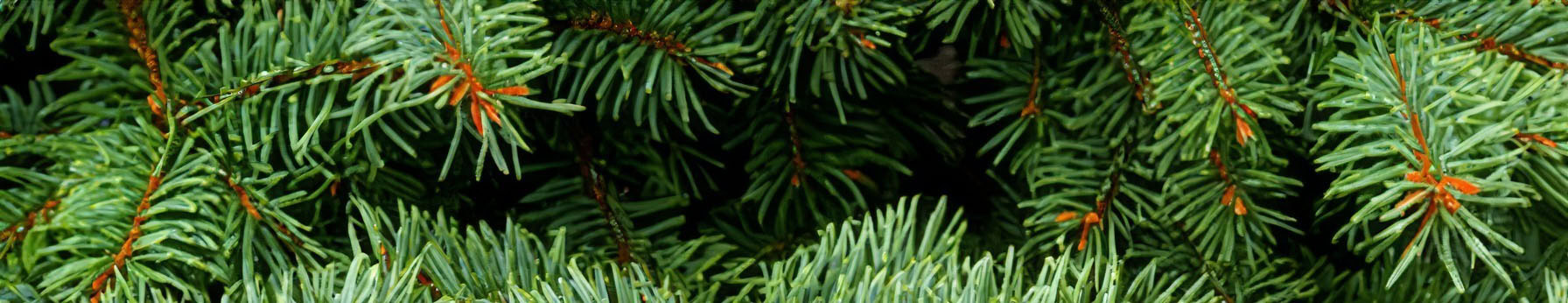 Balsam Fir