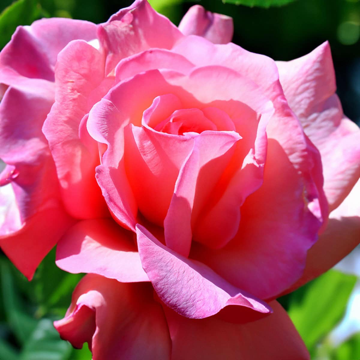 Centifolia rose note – elegant natural sweetness