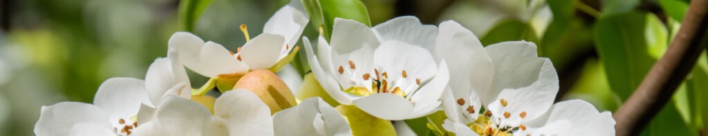 Pear Blossom