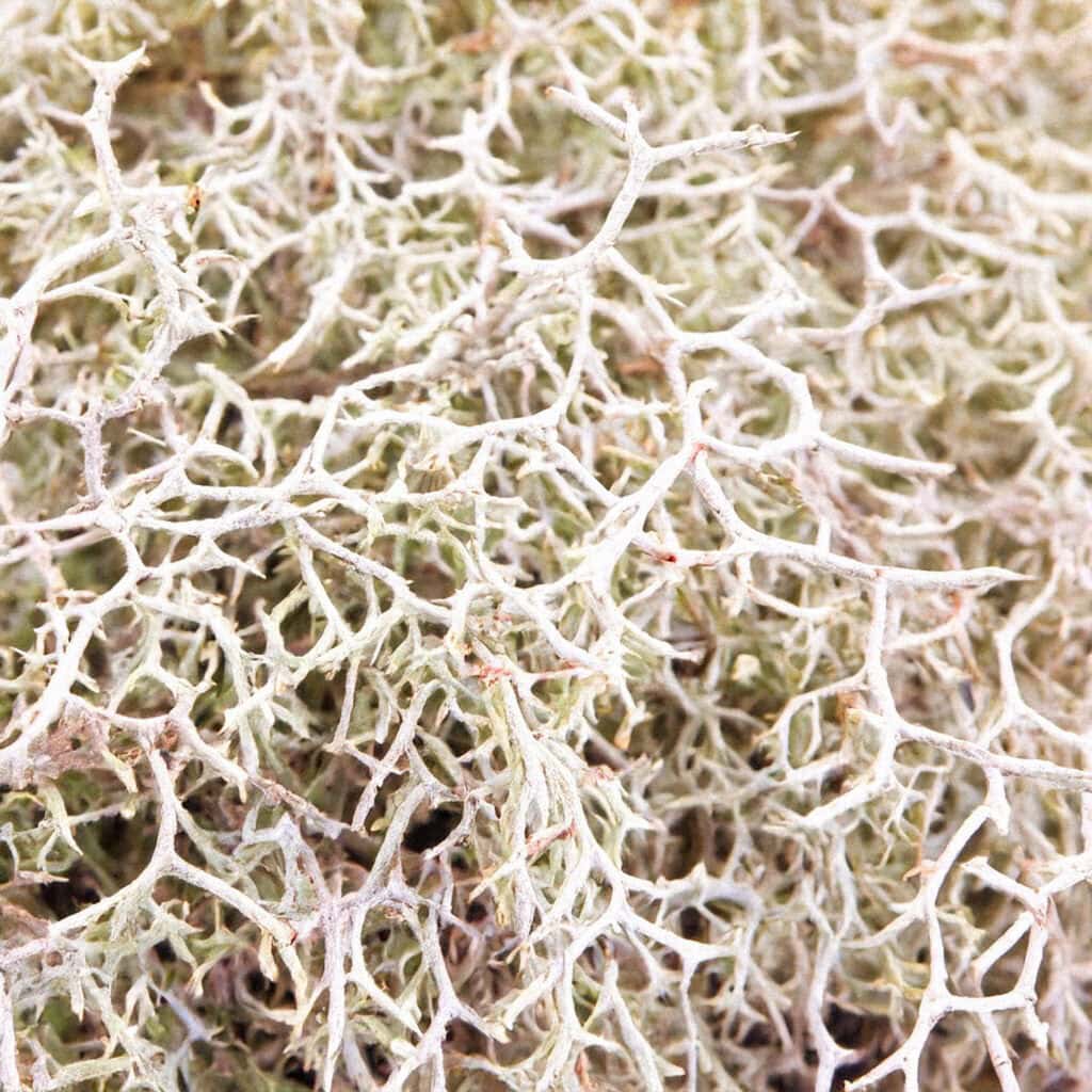 Oakmoss Oakmoss: The Forest Signature in Modern Perfumery