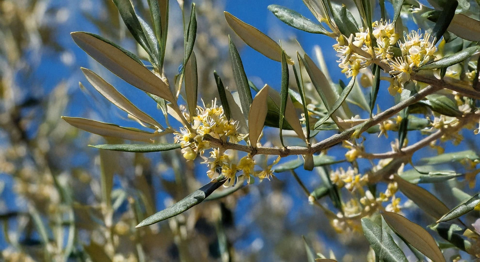 The blossoming of the olive tree The blossoming of the olive tree