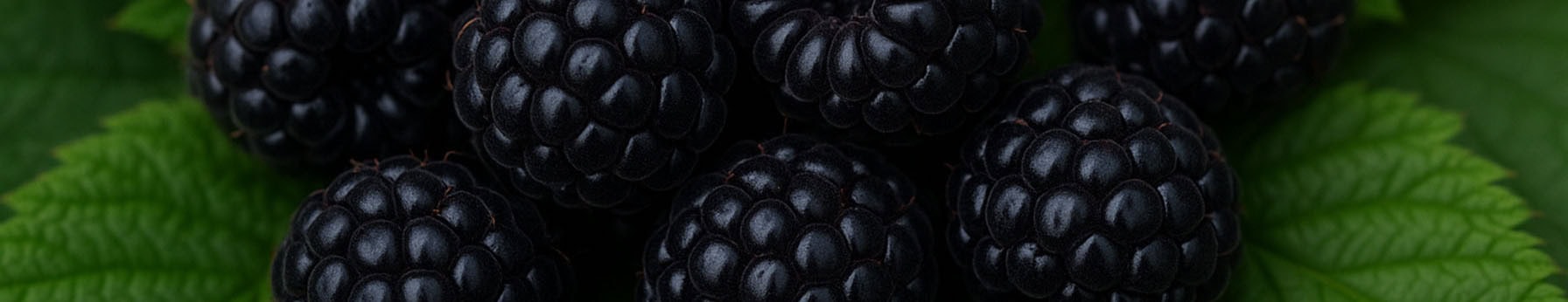 Grey Raspberry Black Raspberry: The Juicy Brilliance in Modern Perfumery