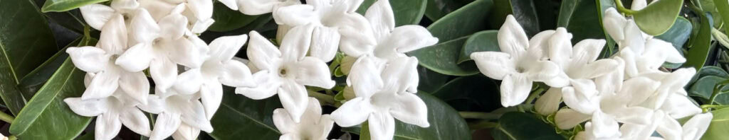 jasmine sambac in perfumes