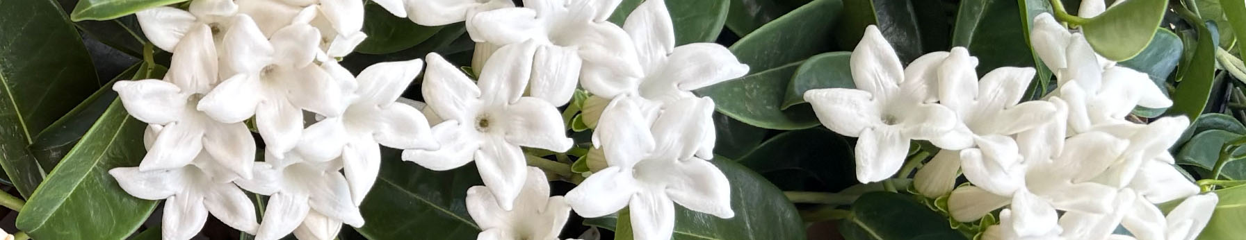 Jasmine Sambac in perfumes