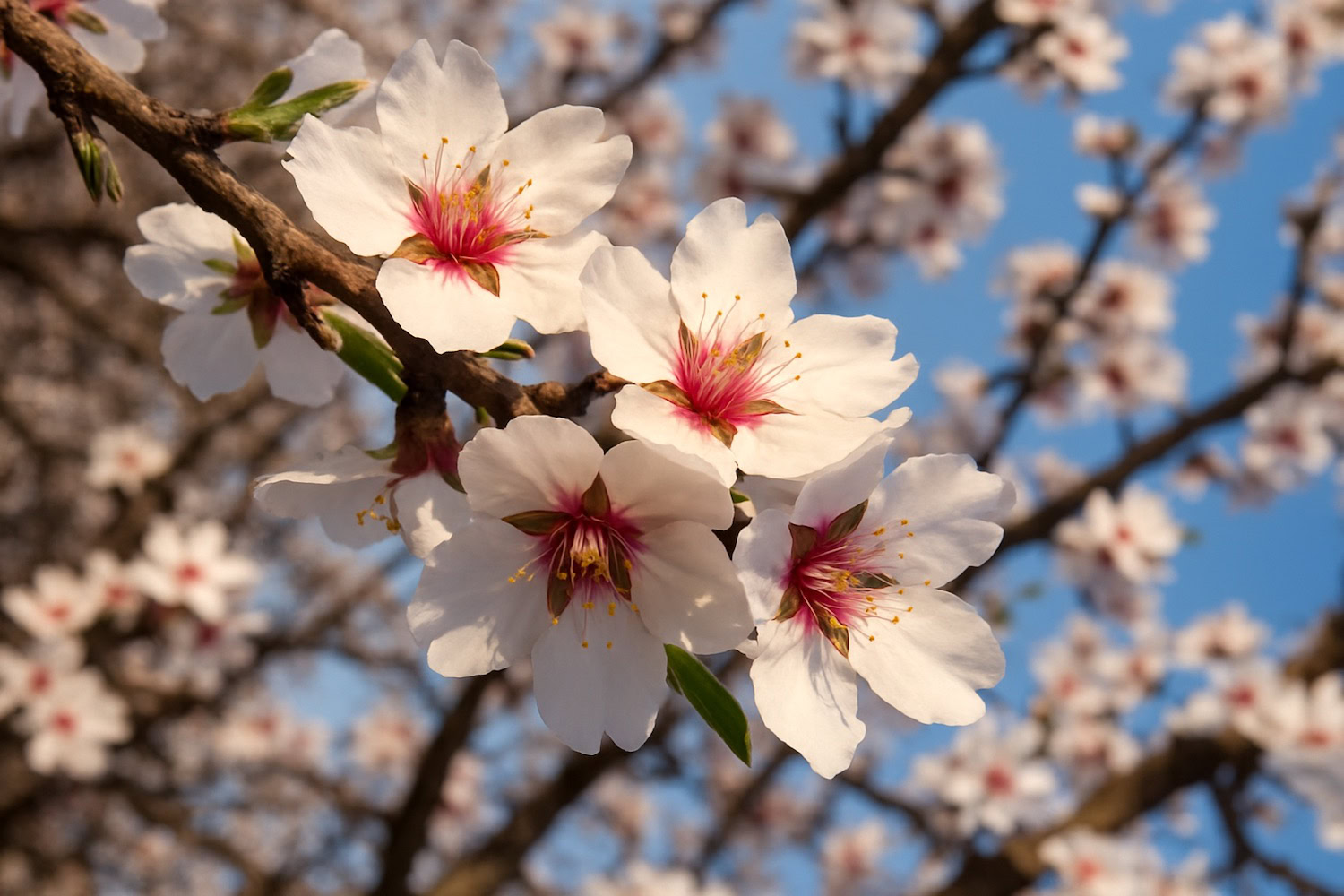 almond tree blossoms
