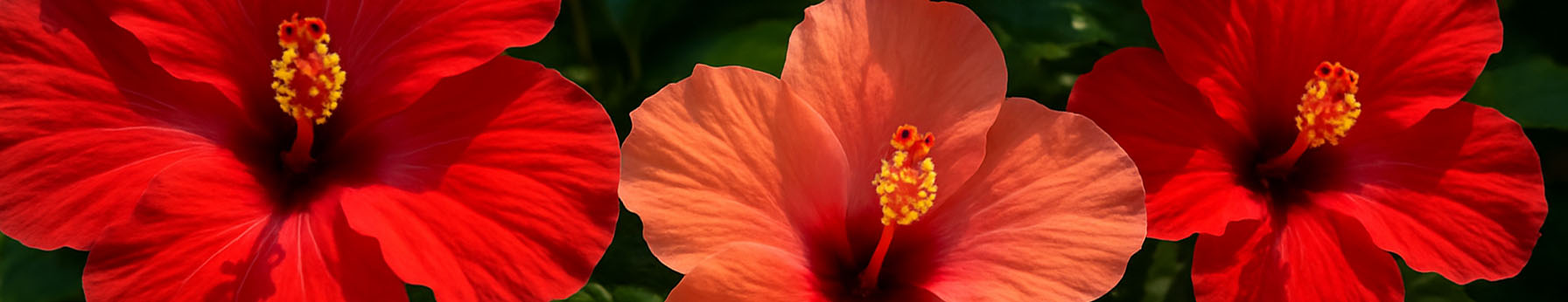 Hibiscus