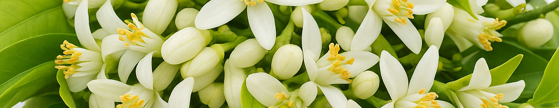 Orange Blossom Absolute