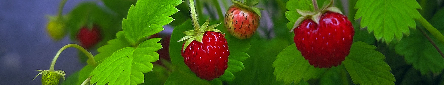 Wild Strawberry