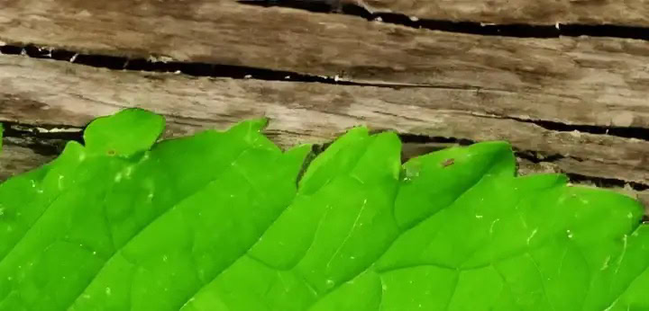 Akigalawood note – spicy-woody richness balancing the base