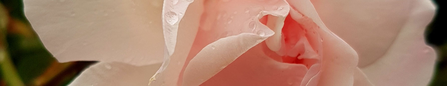 Aldehydic Rose note – elegant powdery floral nuance