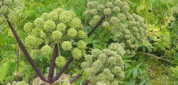 Angelica note – aromatic green spice