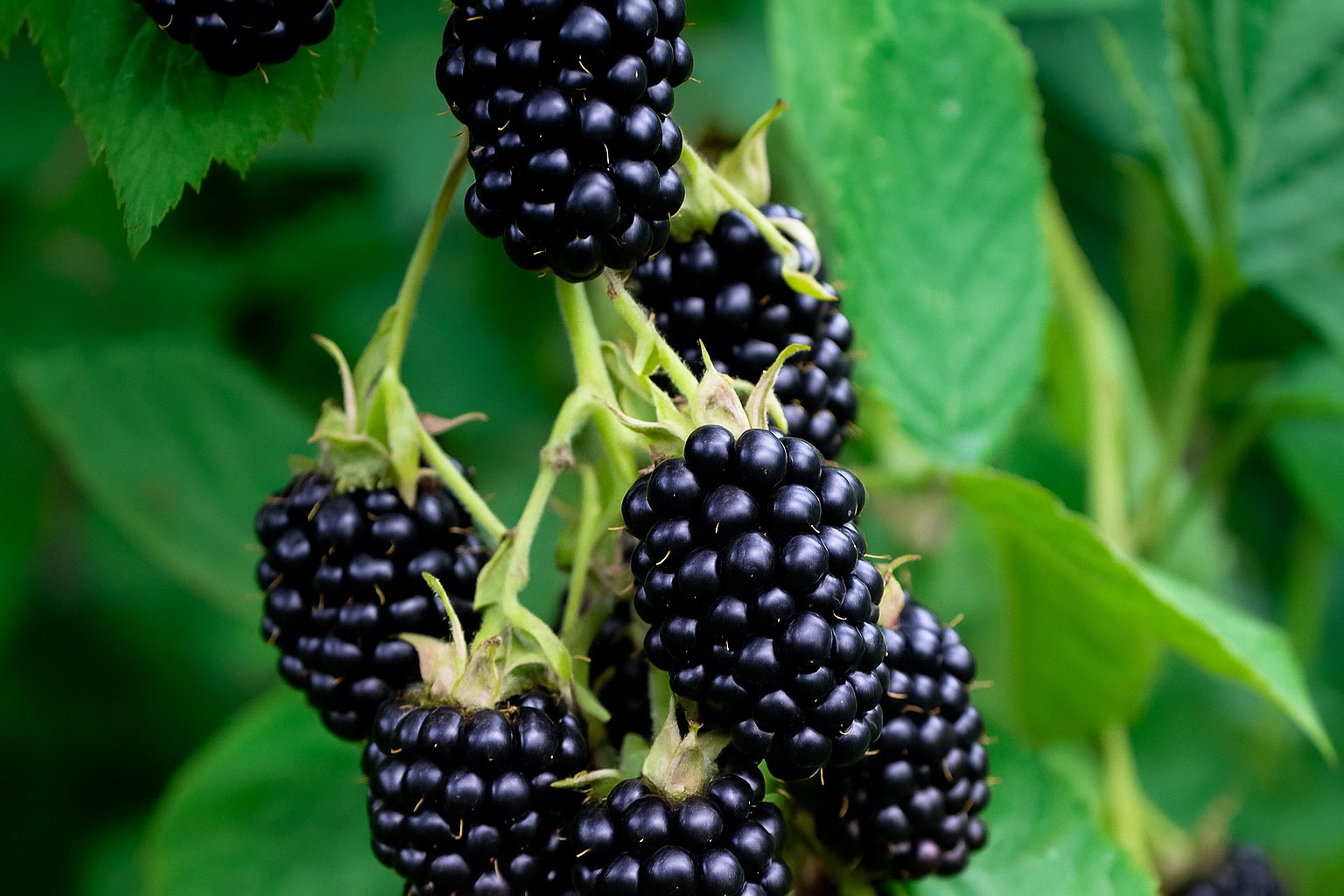 Blackberry note in perfumery