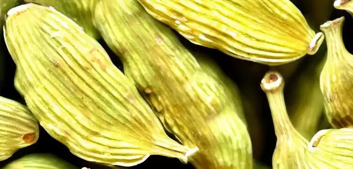 Cardamom note – spicy nuance enriching the heart