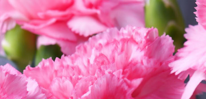 Carnation note – clove-like floral spiciness