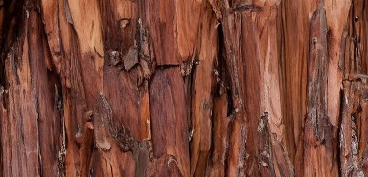 Cedarwood note – smooth dry wood providing balance and endurance