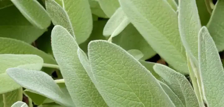 Clary Sage note – aromatic green note