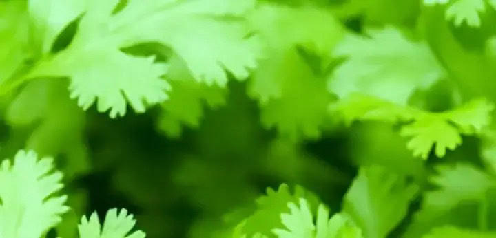 Coriander note – spicy green nuance bringing lift