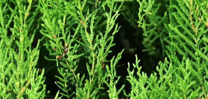 Cypress note – aromatic green tone