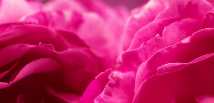 Damask Rose note – velvety floral elegance