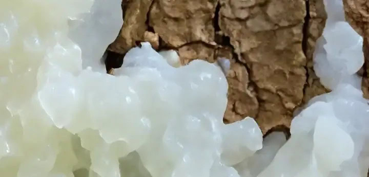 Elemi note – resinous citrus freshness