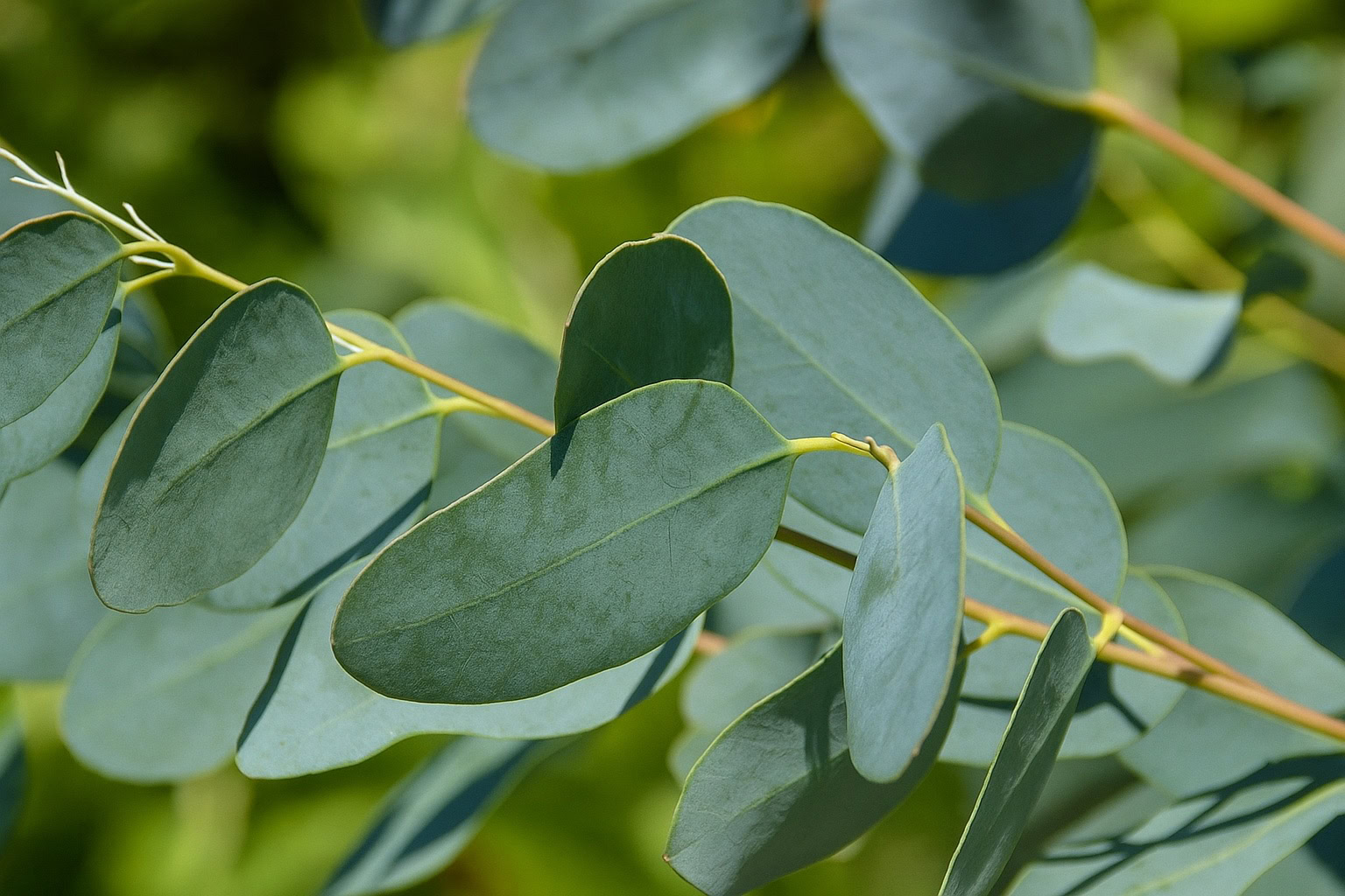 Eucalyptus note – green aromatic clarity