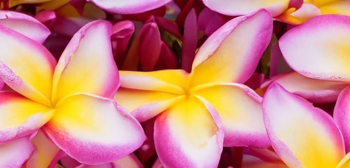 Frangipani note – creamy floral tone