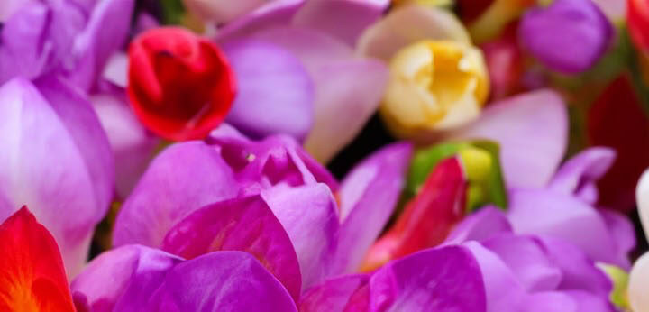 Freesia note – delicate floral freshness