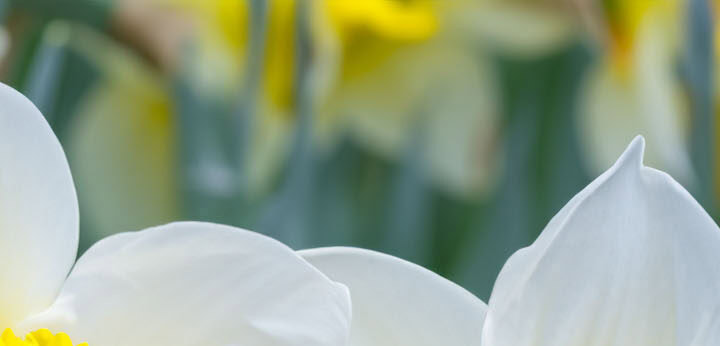 French Narcissus note – luminous floral freshness with green tone