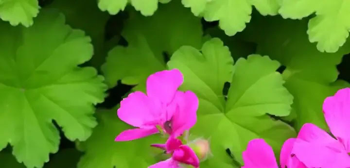 Geranium note – aromatic floral tone