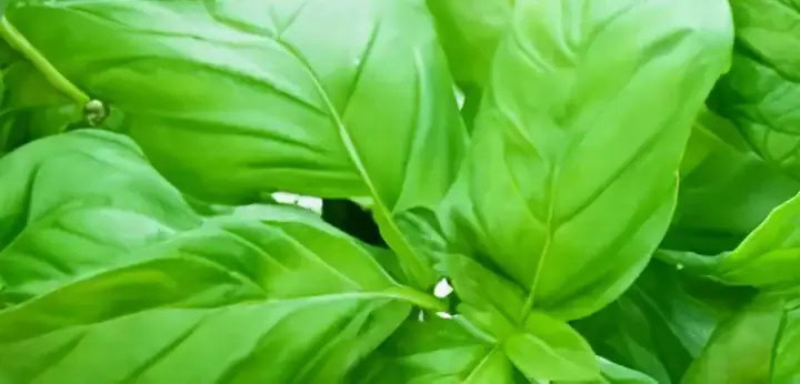 Green notes – fresh leafy nuance adding vitality