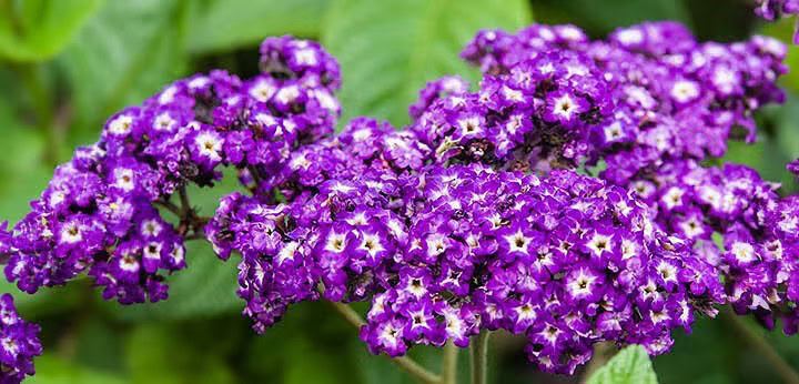 Heliotrope note – powdery floral sweetness