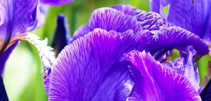 Iris note – refined powdery floral tone balancing warmth and depth