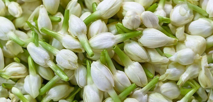 Jasmine note – luminous floral warmth