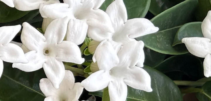 Jasmine Sambac note – luminous white floral