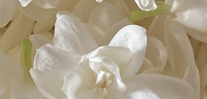 Jasmine note – opulent floral character