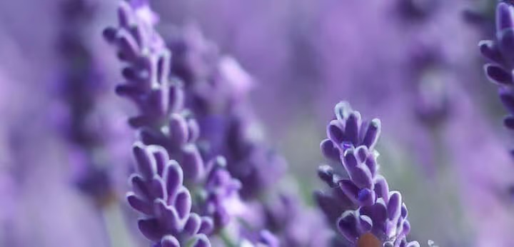 Lavandin note – aromatic herbal freshness