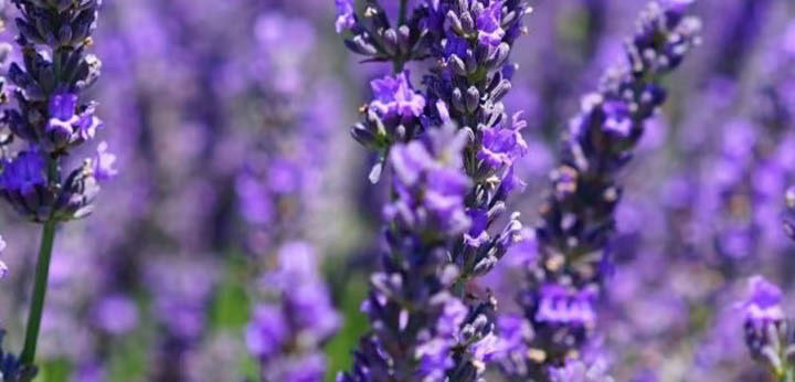 Lavender – soothing floral note adding refinement