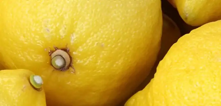 Lemon note – zesty fresh radiance