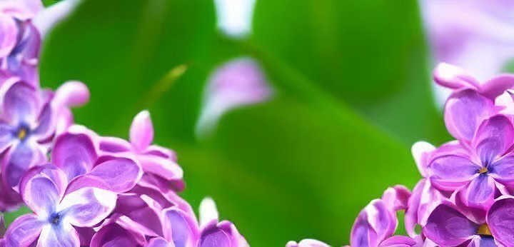 Purple French Lilac note – delicate floral serenity