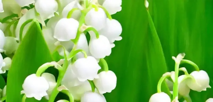 Lily of the Valley note – fresh green floral aroma