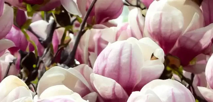 Magnolia note – creamy floral radiance