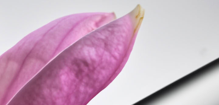 Mahonial note – airy floral clarity