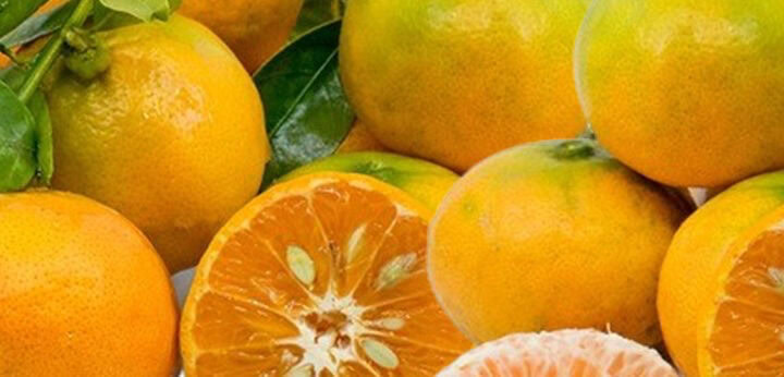 Mandarin note – radiant citrus freshness balancing the top accord