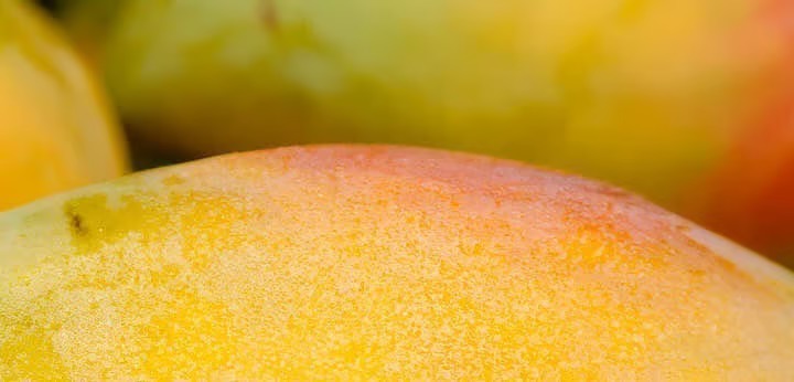 Mango – juicy fruity brightness