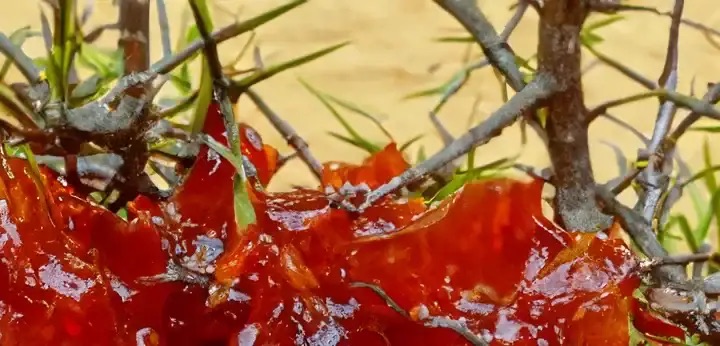 Myrrh note – balsamic resin warmth