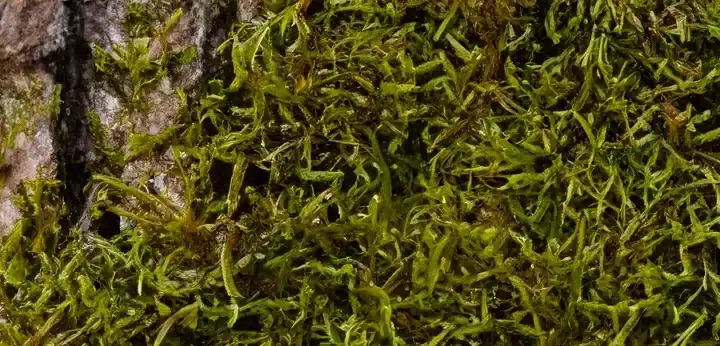 Oakmoss note – earthy green texture