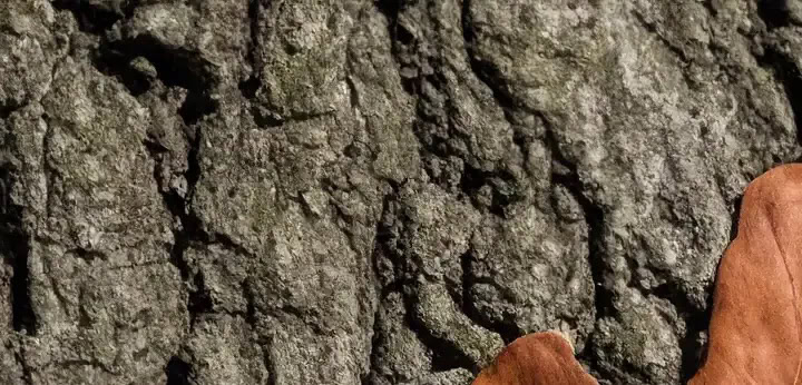 Oak wood note – strong woody foundation